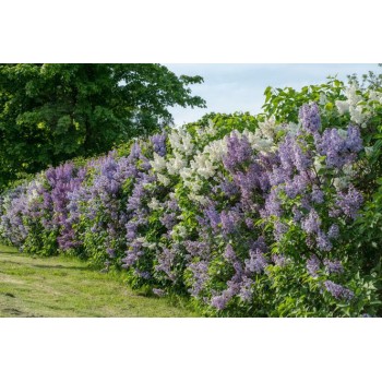 Alyva, paprastoji /syringa vulgaris/ - plikų šaknų daigas, 60-80cm.