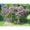 Alyva, paprastoji /syringa vulgaris/ - plikų šaknų daigas, 60-80cm.