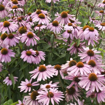Ežiuolė, purpurinė 'Magnus'/Echinacea purpurea/ - P9 kont.