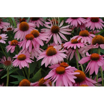 Ehinācija, purpura 'Magnus'/Echinacea purpurea/ - P9 kont.