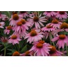Ežiuolė, purpurinė 'Magnus'/Echinacea purpurea/ - P9 kont.