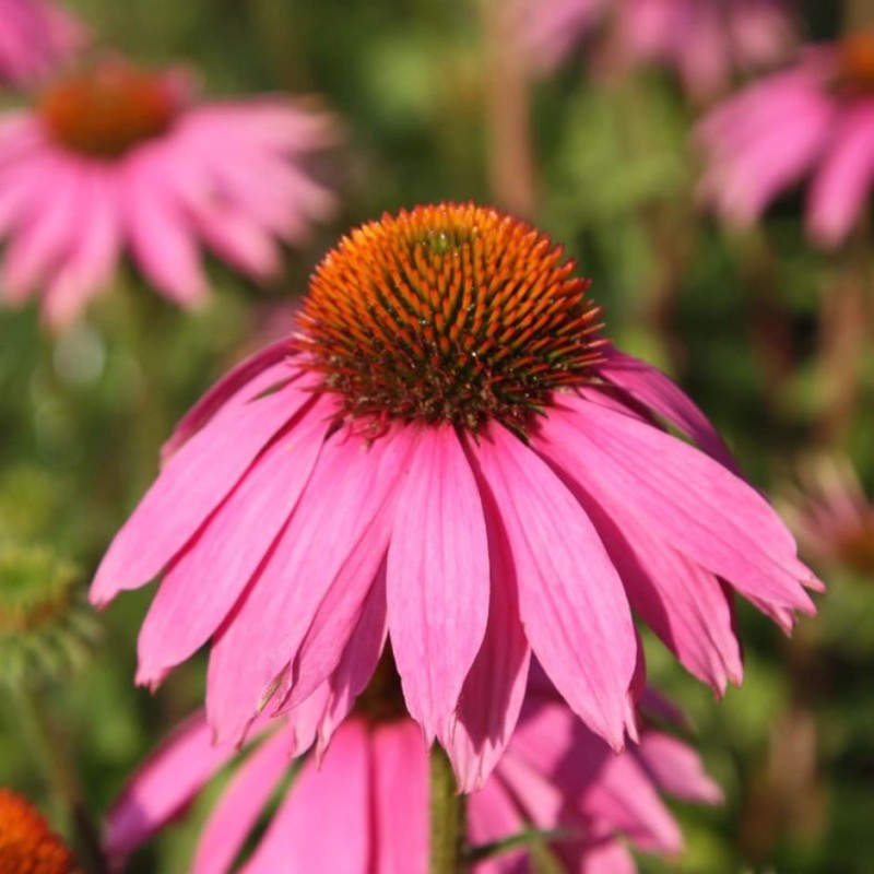 Ežiuolė, purpurinė 'Magnus'/Echinacea purpurea/ - P9 kont.
