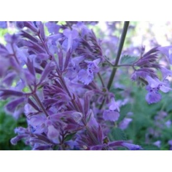 Kaķumētra, fasēna 'Walkers Low'/Nepeta faassenii/ - P9 kont.