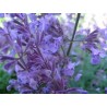 Kaķumētra, fasēna 'Walkers Low'/Nepeta faassenii/ - P9 kont.