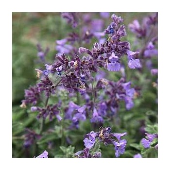 Kaķumētra, fasēna 'Walkers Low'/Nepeta faassenii/ - P9 kont.