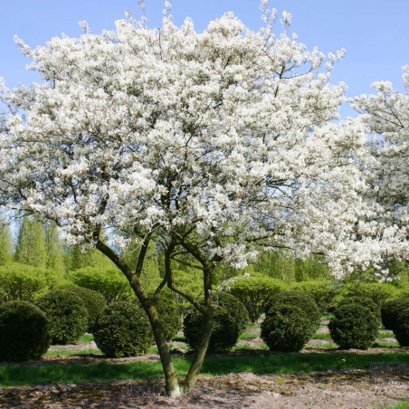 Lamarcko krūminė šluotražė /amelanchier lamarckii/ - plikšaknis sodinukas, 100-125cm.