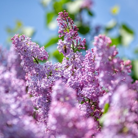 Alyva, paprastoji /syringa vulgaris/ - plikų šaknų daigas, 60-80cm.