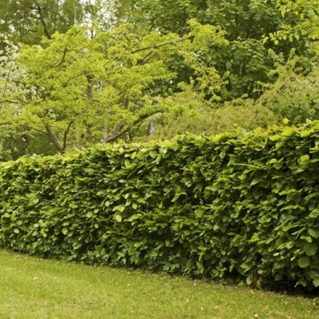 Eiropas dižskabārdis- dzīvžogam. Fagus silvatica. Kailsakņu stāds 125-150cm.