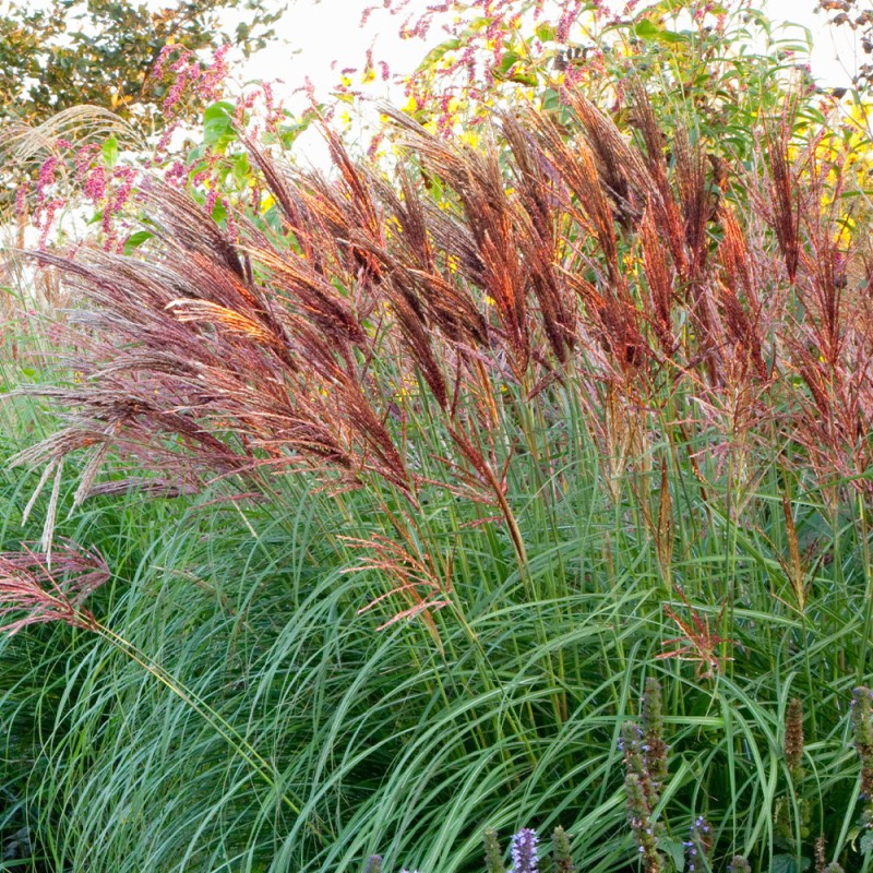 Miskantas, Kinų 'Red Chief' /Miscanthus sin./ - P9 kont.