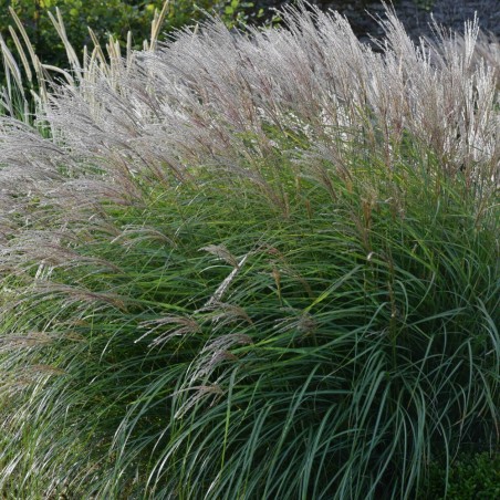 Miskantas, Kinų 'Kleine Silberspinne' /Miscanthus sin./ - P9 kont.