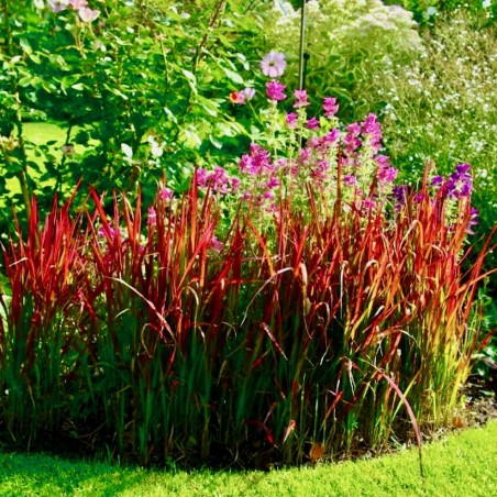 Imperata, cilindriskā 'Red Baron' /Imperata cylindrica/ - P12 kont.