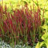 Imperata, cilindriskā 'Red Baron' /Imperata cylindrica/ - P12 kont.