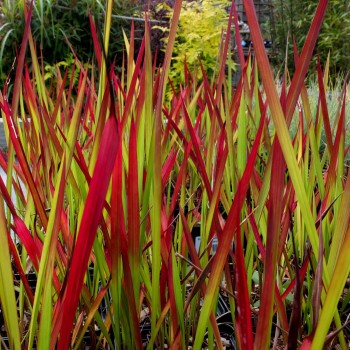 Imperata, cilindriskā 'Red Baron' /Imperata cylindrica/ - P12 kont.
