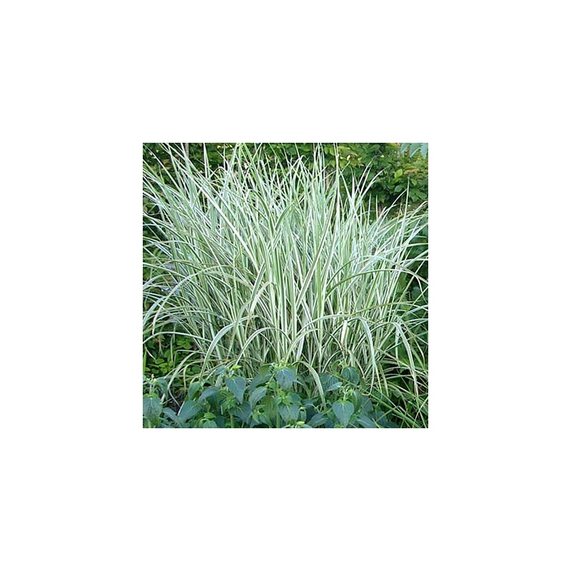 Miskante, Ķīnas 'Rigoletto' /Miscanthus sin./ - P12 kont.