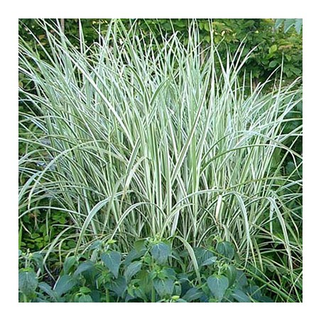 Miskante, Ķīnas 'Rigoletto' /Miscanthus sin./ - P12 kont.