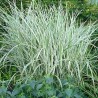 Miskante, Ķīnas 'Rigoletto' /Miscanthus sin./ - P12 kont.