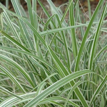 Miskante, Ķīnas 'Rigoletto' /Miscanthus sin./ - P12 kont.