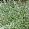 Miskante, Ķīnas 'Rigoletto' /Miscanthus sin./ - P12 kont.