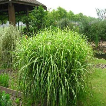 Miskante, Ķīnas 'Zebrinus' /Miscanthus sin./ - P12 kont.