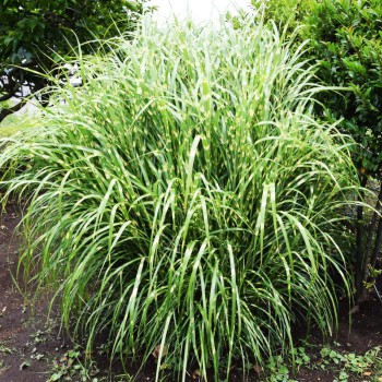 Miskante, Ķīnas 'Zebrinus' /Miscanthus sin./ - P12 kont.