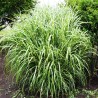 Miskante, Ķīnas 'Zebrinus' /Miscanthus sin./ - P12 kont.