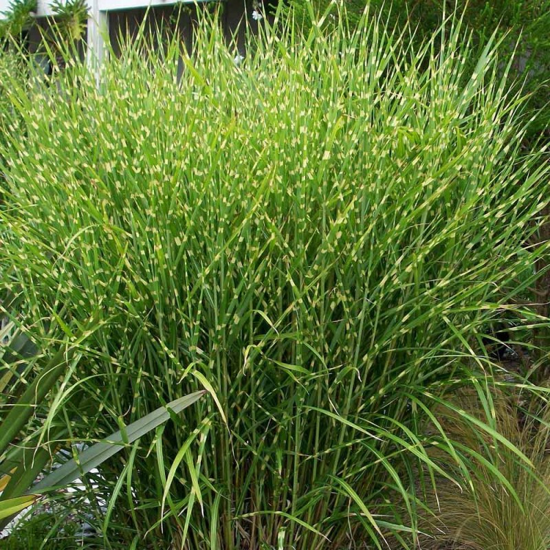 Miskante, Ķīnas 'Zebrinus' /Miscanthus sin./ - P12 kont.