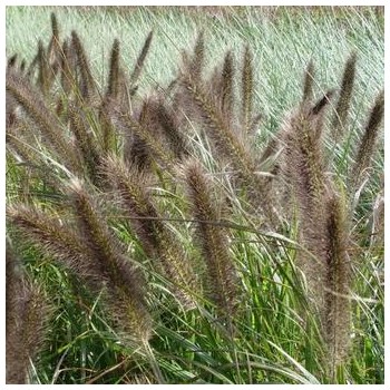 Spalvzāle, lapsastu 'Viridescens' /Pennisetum alopecuroides/ - P12 kont.