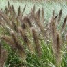 Spalvzāle, lapsastu 'Viridescens' /Pennisetum alopecuroides/ - P12 kont.