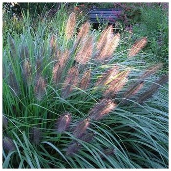 Spalvzāle, lapsastu 'Viridescens' /Pennisetum alopecuroides/ - P12 kont.