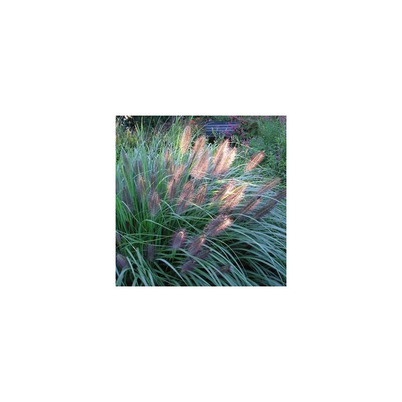 Spalvzāle, lapsastu 'Viridescens' /Pennisetum alopecuroides/ - P12 kont.