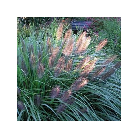Spalvzāle, lapsastu 'Viridescens' /Pennisetum alopecuroides/ - P12 kont.