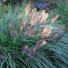 Spalvzāle, lapsastu 'Viridescens' /Pennisetum alopecuroides/ - P12 kont.