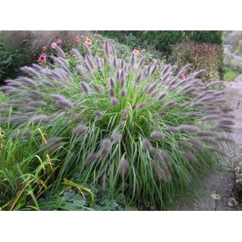 Spalvzāle, lapsastu 'Viridescens' /Pennisetum alopecuroides/ - P12 kont.