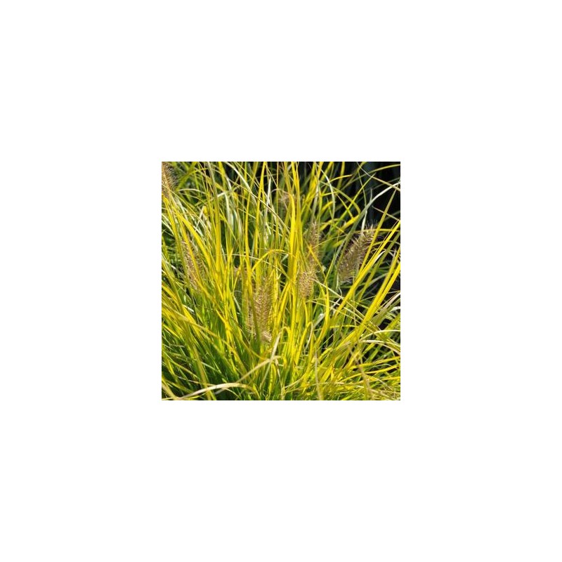 Spalvzāle, lapsastu 'Lumen Gold' /Pennisetum alopecuroides/ - P12 kont.