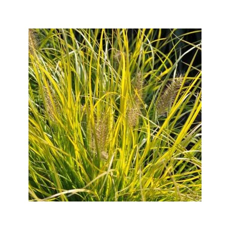 Spalvzāle, lapsastu 'Lumen Gold' /Pennisetum alopecuroides/ - P12 kont.