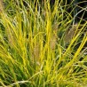 Spalvzāle, lapsastu 'Lumen Gold' /Pennisetum alopecuroides/ - P12 kont.