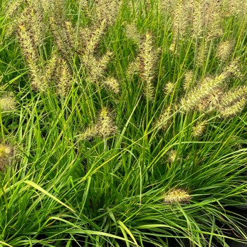 Spalvzāle, lapsastu 'Lumen Gold' /Pennisetum alopecuroides/ - P12 kont.