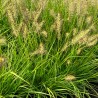 Spalvzāle, lapsastu 'Lumen Gold' /Pennisetum alopecuroides/ - P12 kont.