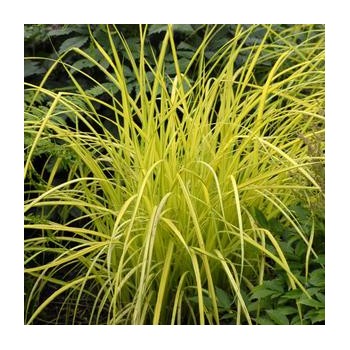 Spalvzāle, lapsastu 'Lumen Gold' /Pennisetum alopecuroides/ - P12 kont.