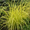 Spalvzāle, lapsastu 'Lumen Gold' /Pennisetum alopecuroides/ - P12 kont.