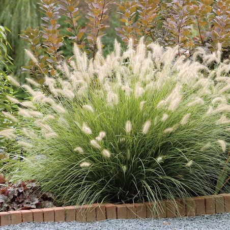 Spalvzāle, austrumu 'Flamingo' /Pennisetum orientale/ - P12 kont.
