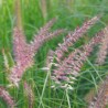 Spalvzāle, austrumu 'Flamingo' /Pennisetum orientale/ - P12 kont.