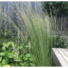 Molīnija, zilganā 'Heidebraut' /Molinia caerulea/ - P12 kont.