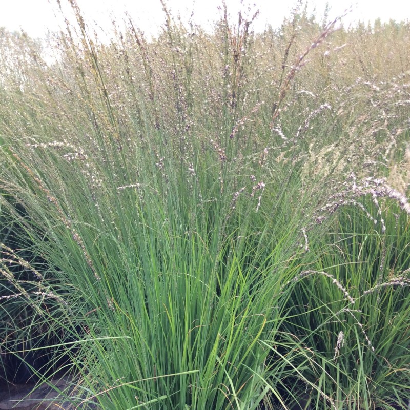 Molīnija, zilganā 'Heidebraut' /Molinia caerulea/ - P12 kont.