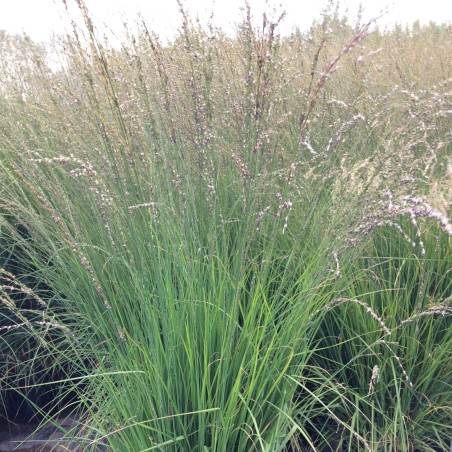 Molinija, mėlynoji 'Heidebraut' /Molinia caerulea/ - P14 kont.