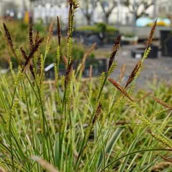 Švendražolė, Moro 'Ice Dance' /Carex morrowii/ - P9 kont.