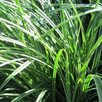 Grīslis, Morova 'Ice Dance'...