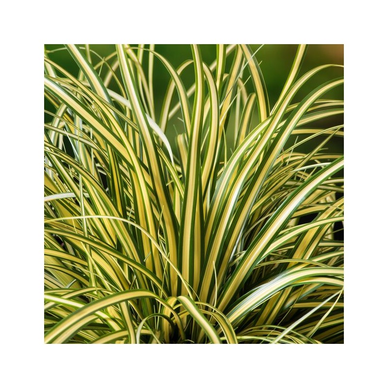 Grīslis, mūžzaļais 'Evergold' /Carex oshimensis/ - P12 kont.