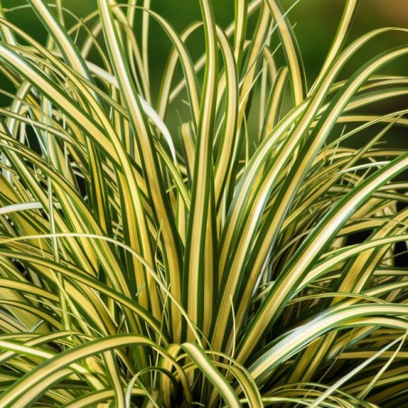 Grīslis, mūžzaļais 'Evergold' /Carex oshimensis/ - P12 kont.