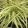 Grīslis, mūžzaļais 'Evergold' /Carex oshimensis/ - P12 kont.